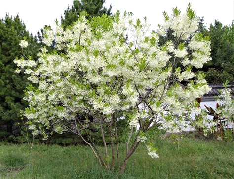 23 Flowering Trees For Pennsylvania Gardens By Color Progardentips