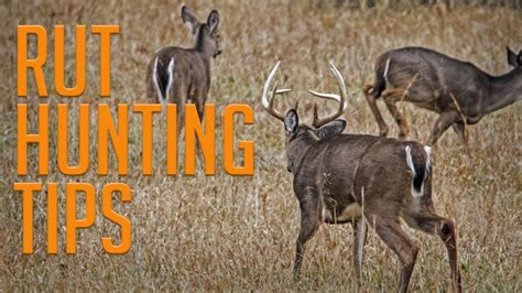 Dominate The Rut With These Rut Hunting Tips Youtube