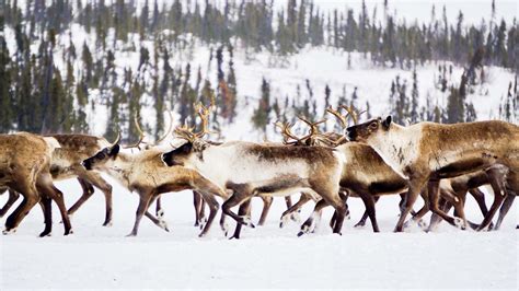 Can Travelers Help Save Canadas Only Reindeer Herd