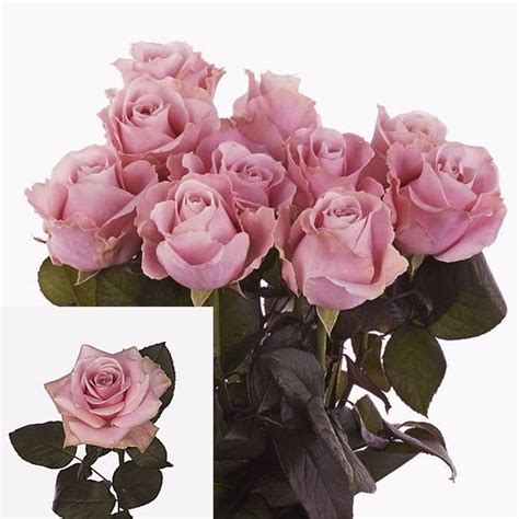Rose Avalanche Pink 60cm Wholesale Dutch Flowers And Florist Supplies Uk