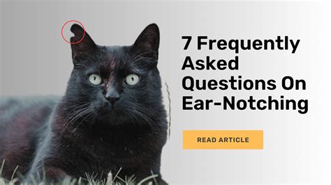 7 Frequently Asked Questions On Ear Notching Animalcare