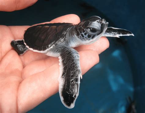 Baby Sea Turtle Rpics