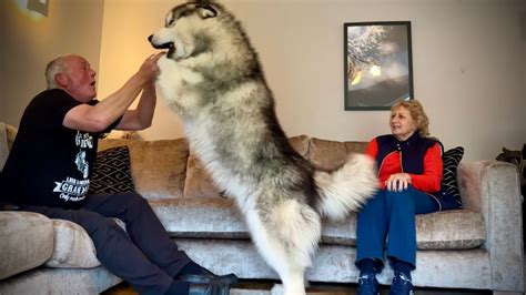 Giant Husky Reacts To Grandparents Reunion Hes So Big Youtube