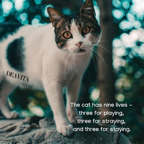 30 Super Cool And Funny Cat Quotes With Lovely Photos