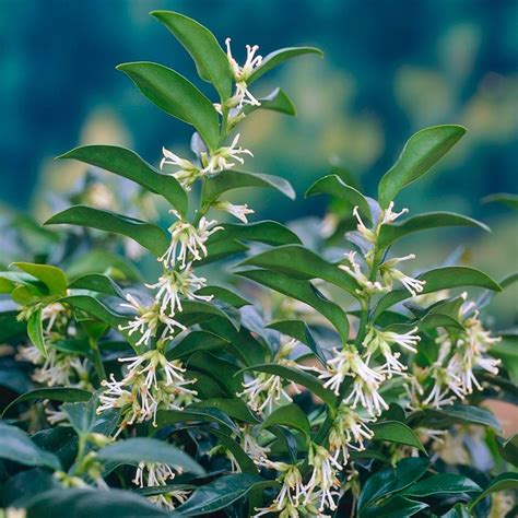 Special Deal Sarcococca Confusa Sweet Box Sarcococca Large