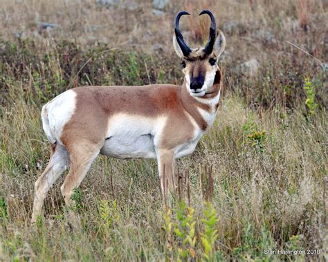 Photo Treks Pronghorn Antelope