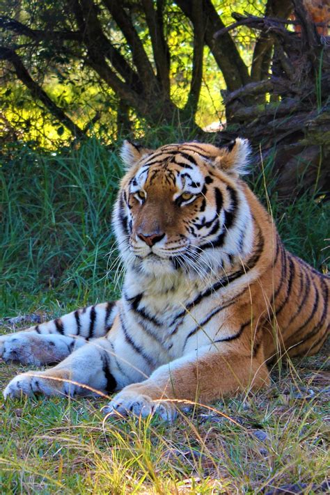 She gained fame for her pictures in harper bazaar, vogue Siberian Tiger | Jukani Wildlife Sanctuary, Plettenberg ...