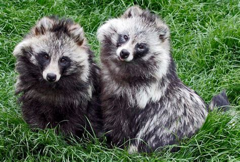 Raccoon Dogs Fluffy Cuties With Identity Issues Featured Creature