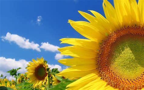 Sunflower Windows 10 Theme Themepackme