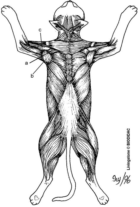 Cat Muscle Anatomy Dorsal Diagram Quizlet