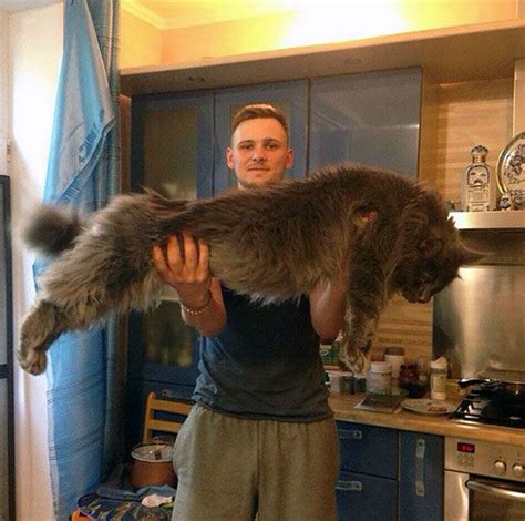From the breed's mysterious origins to its oddly maine coons are the largest of all domesticated cat breeds. These 21 Images will Show You the Remarkable Size of Maine ...