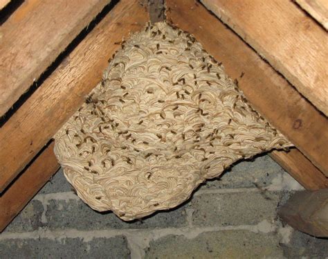 Pin By Peg Sue Masterson On You Re In Trouble Yellow Jacket Nest Native Bees