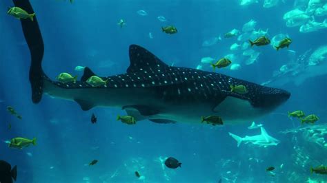 Quick Highlight Of The Georgia Aquarium 2019 Whale Sharks High