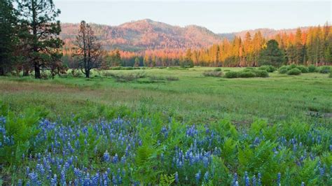 Yosemite Adds 400 Acres Of Critical Meadow Habitat In Parks Largest