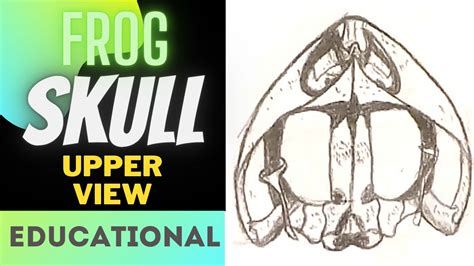 Dorsal And Ventral View Of The Skull Of Frog