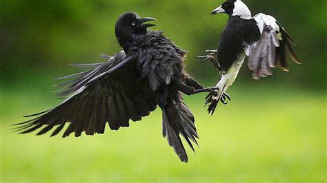 An Australian Magpie And An Australian Crow Raven Lock In Combat This