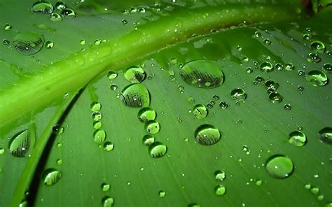 Green Leaves Water Drops Wallpapers