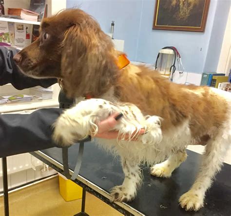 Bladder cancer in dogs can be somewhat tricky to diagnose since the most common symptoms of the disease mimic those of other urinary tract conditions such as stones or infections. Poppy survives cancer and has a bladder stone removed