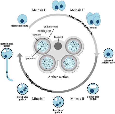 Scheme Of Microsporogenesis And Microgametogenesis Download