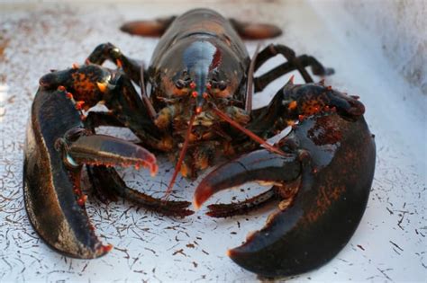 Lobster Season In Southwestern Nova Scotia May Be Best In Decade Cbc News