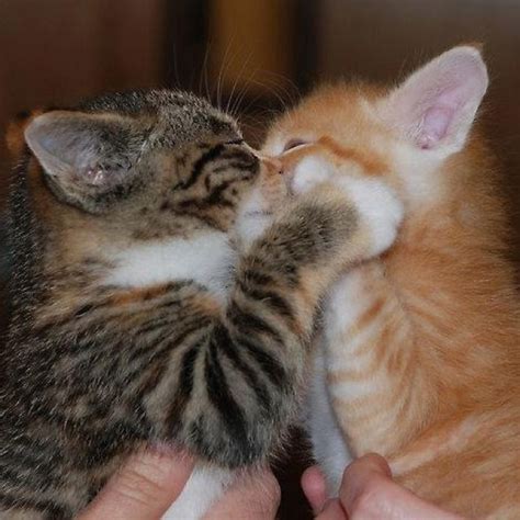 Kitten Love Animals Kissing Cat Hug Baby Cats