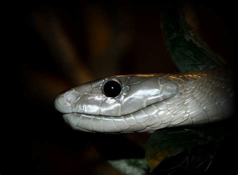By now you already know that, whatever you are looking for, you're sure to find it on aliexpress. Snakes In The World: Dangerous Black Mamba Snake