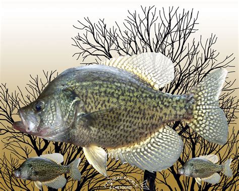 50 Crappie Fishing Wallpaper Wallpapersafari