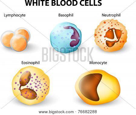 Types White Blood Vector Photo Free Trial Bigstock