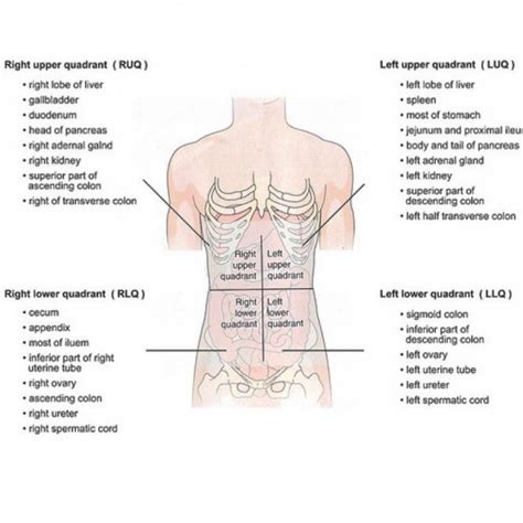 Abdominal Anatomy Quadrants Quadrants And Regions Of Abdomen