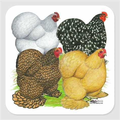 Four Cochin Hens Square Sticker Zazzle Bantam Chickens Fancy Chickens Chicken Breeds