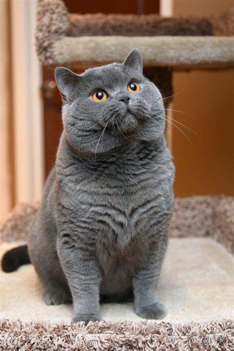 British Shorthair Cute Cats Cats Gallery