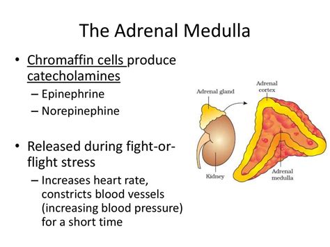 Hormones Released By Adrenal Gland Lioshared