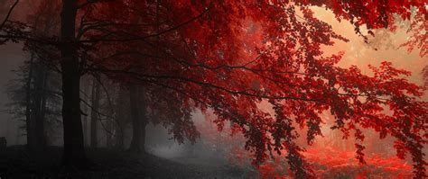 2560x1080 Red Forest Trees Path 2560x1080 Resolution Hd 4k Wallpapers