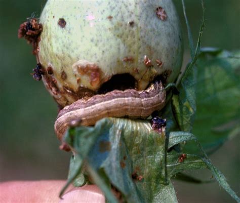 Spodoptera Frugiperda Fall Armyworm Plantwiseplus Knowledge Bank