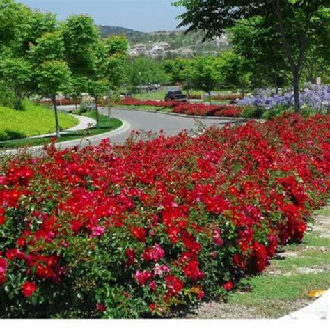 Rose Flower Carpet Scarlet Tullyvin Garden Centre