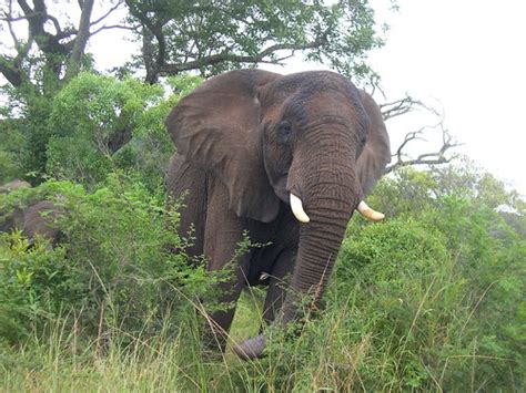 Hluhluwe Imfolozi Park Elephant John Steedman Flickr