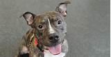 Another way to get free pets: Adoptable Dogs in Your Local Shelter l Adopt a Pet l ASPCA