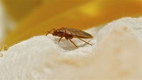 50 Of Americas Most Bed Bug Infested Cities Mental Floss