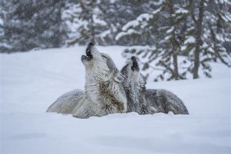 The Call Of The Wild Two Gray Wolves Howling West Yellowstone Montana