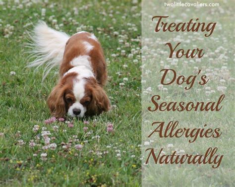 Treating Your Dogs Seasonal Allergies Naturally Dog Remedies Dog