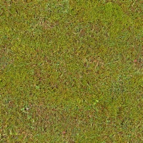 Grass With Moss