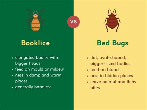 Booklice Vs Bed Bugs The Key Differences