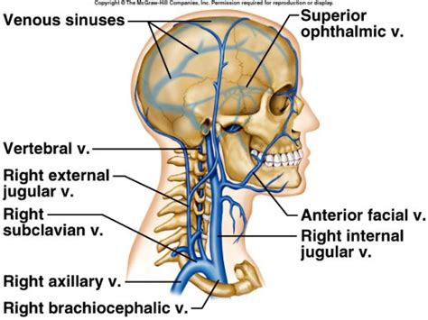The main arteries in the neck are the common carotids, and the main veins of the neck that return the blood from the head and face are the external and internal jugular veins. jugular vein