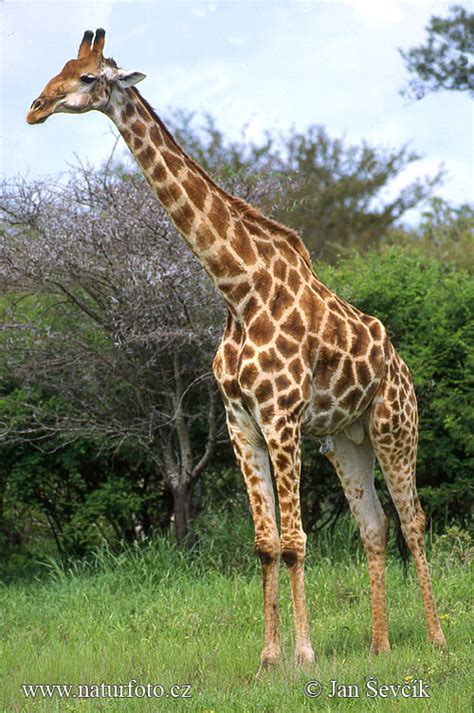 Giraffa Camelopardalis Giraffa Pictures Giraffe Images Nature Wildlife Photos Naturephoto