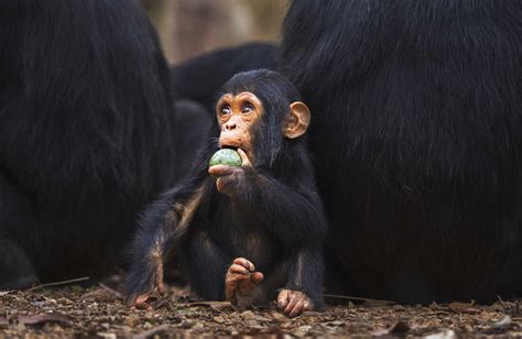 What Gave Some Primates Bigger Brains A Fruit Filled Diet The Salt Npr