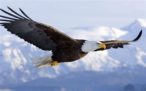 Flying Eagle Wallpapers Wallpaper Cave