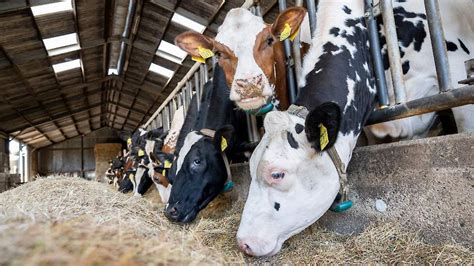 Arla Wil Reductie Uitstoot Co2 Versnellen Melkveenl Nieuws En