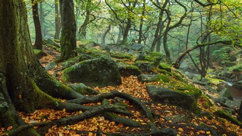 Autumn In November Forest Trees Stems Roots Rocks Green