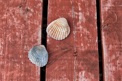 Premium Photo Two Seashells On Wooden Surface
