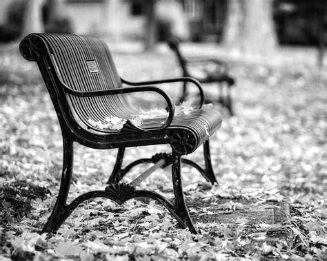 Autumn Bench Landscape In Black And White Photograph By Lisa Russo